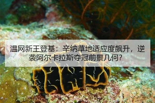 温网新王登基：辛纳草地适应度飙升，逆袭阿尔卡拉斯夺冠前景几何？
